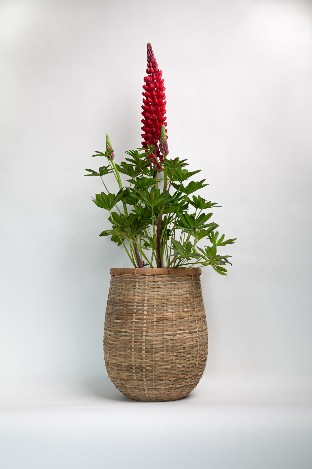 products/BambooPotandplant_56ce78a3-1ca2-4b5c-96f1-1ff340799725.jpg
